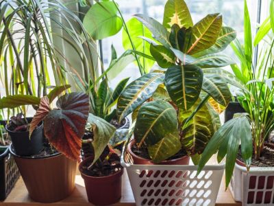 Several tropical houseplants by a window