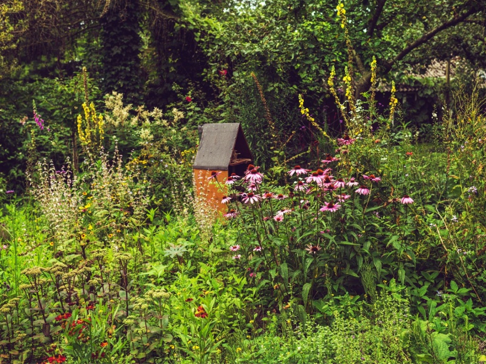 A birdhouse in a wildflower garden