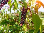 Pokeweed berries growing on a plant