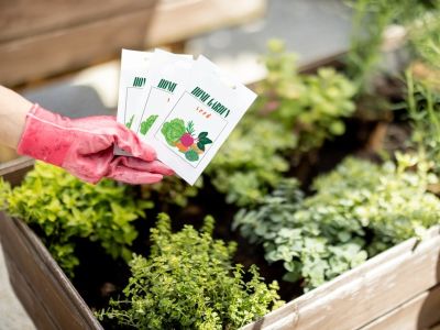 A gloved hand holding packets of seeds over a garden bed