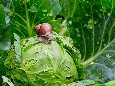 A snail on a cabbage full of holes