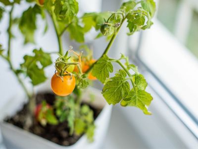 Yellow cherry tomatoes grow on a small tomato plant in a pot