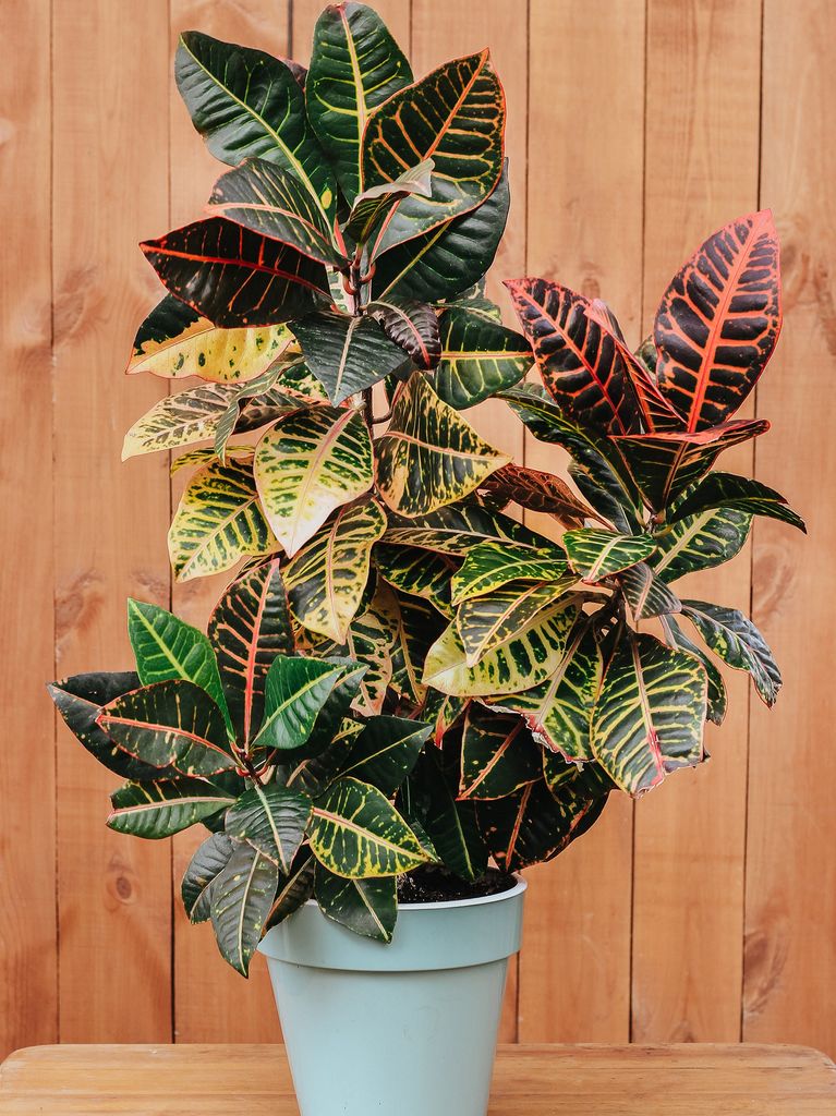 Croton plant – or Codiaeum Variegatum – close-up with a natural wood background