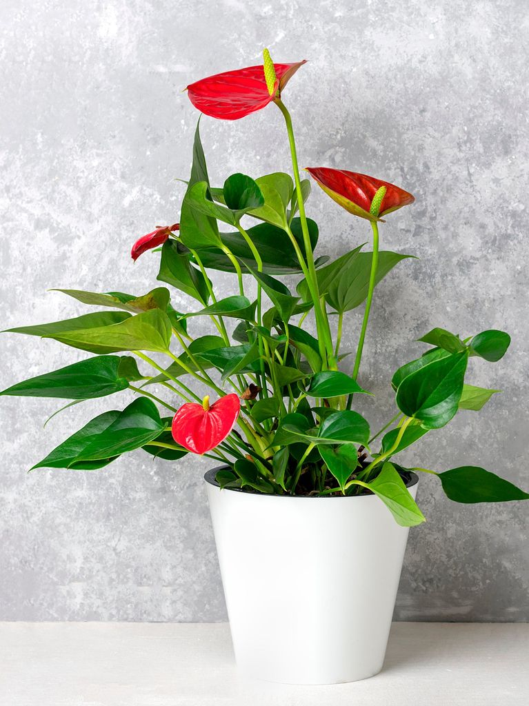 House plant Anthurium in white flowerpot isolated on white table and gray background