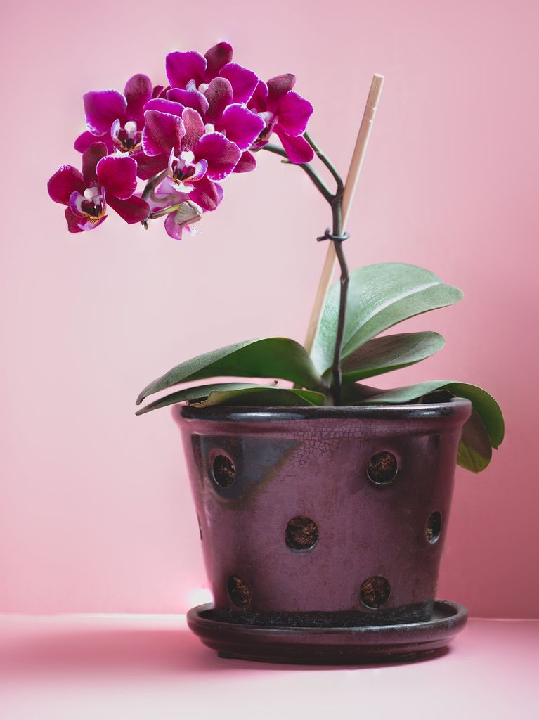Magneta phalaenopsis orchid in a dark brown pot, on a pink background