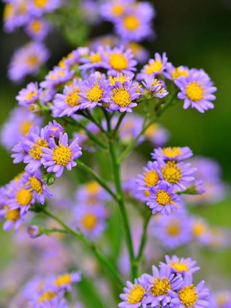 Aster tataricus, commonly called tatarian aster, is an erect, tall-growing perennial. Small but abundant flowers with deep lavender to blue rays and yellow centers appear in clusters in autumn.