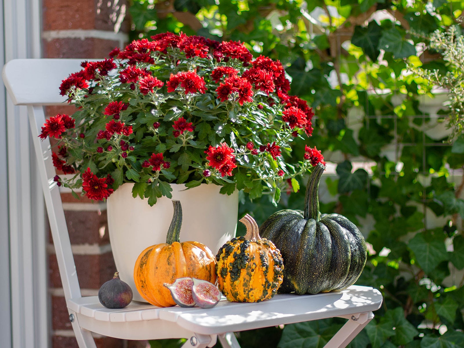 One of the best plants to gift at Thanksgiving – chrysanthemums next to a decorated door with various size and shape pumpkins