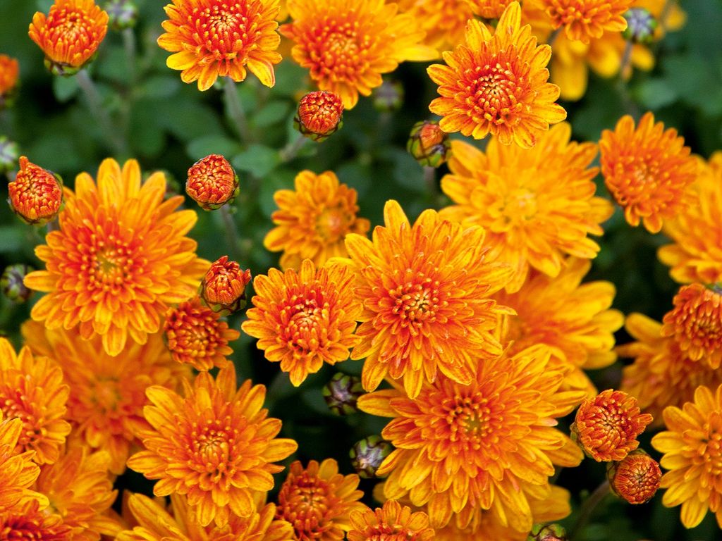 Orange fall-flowering chrysanthemums