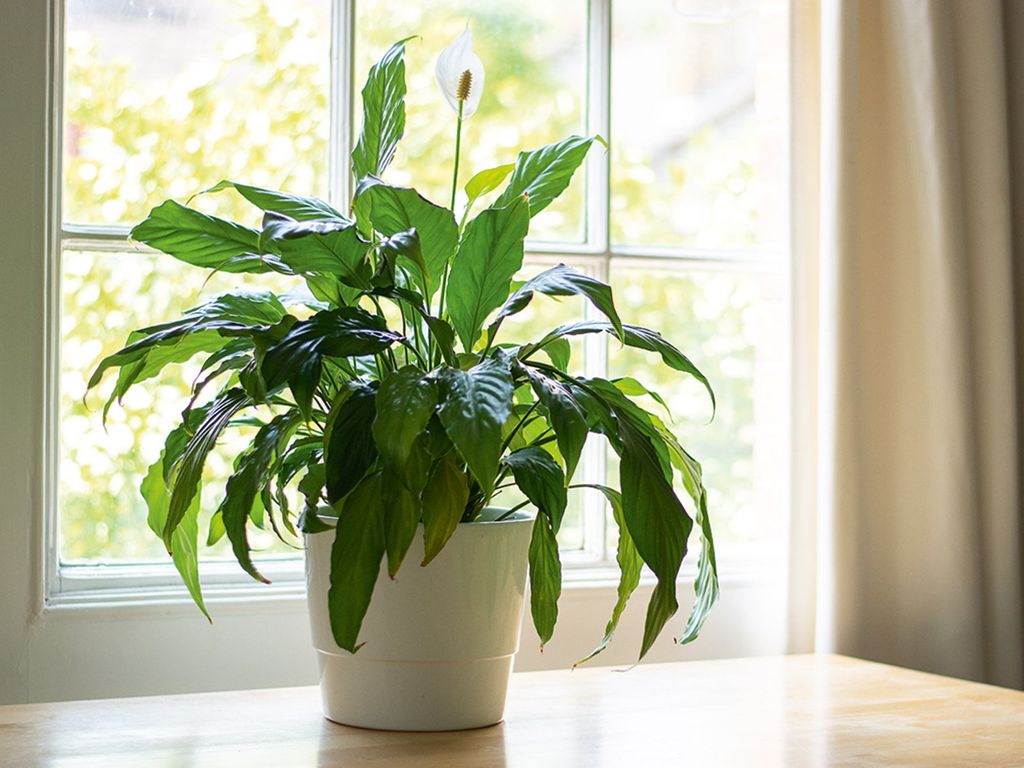 Peace lily house plant next to a window in a beautifully designed interior