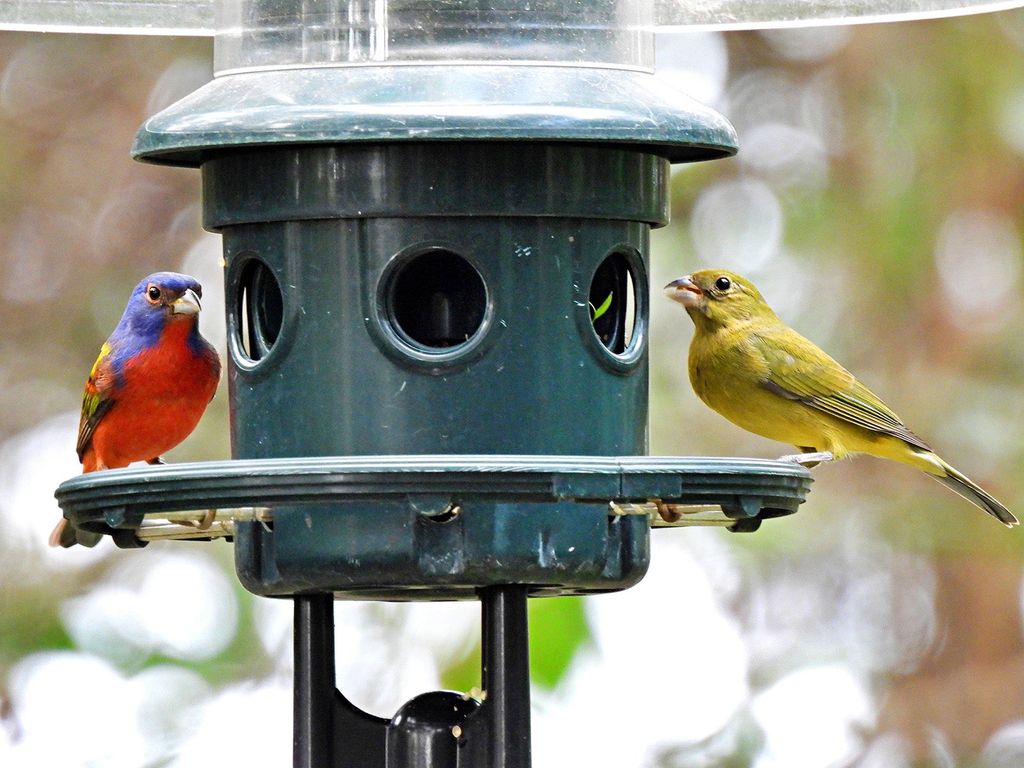 Painted Buntings at bird feeder