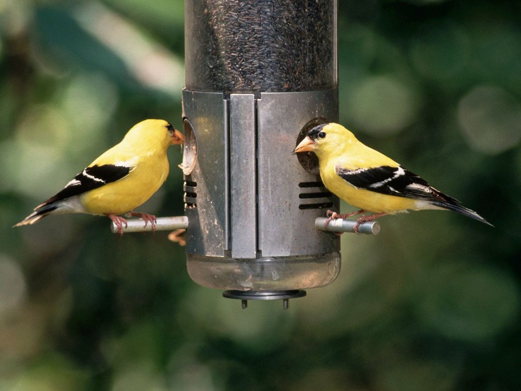 American Goldfinches at Bird Feeder