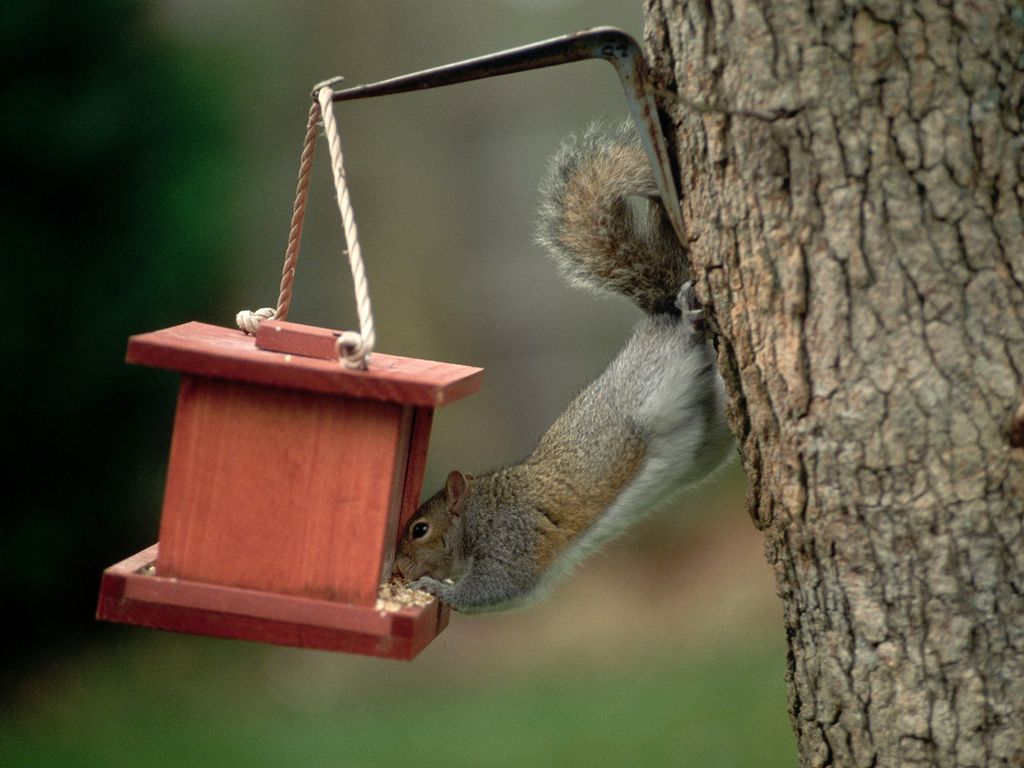 A gray squirrel eats out of a bird feeder nailed to a tree