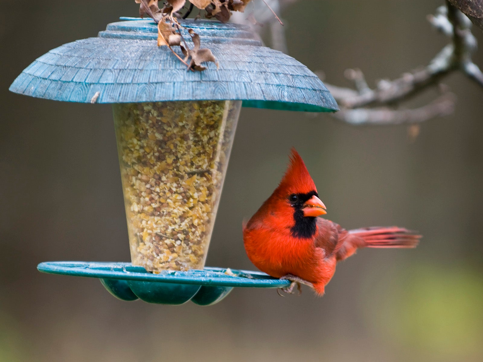 A bright red Norther Cardinal is perched on a bird feeder.