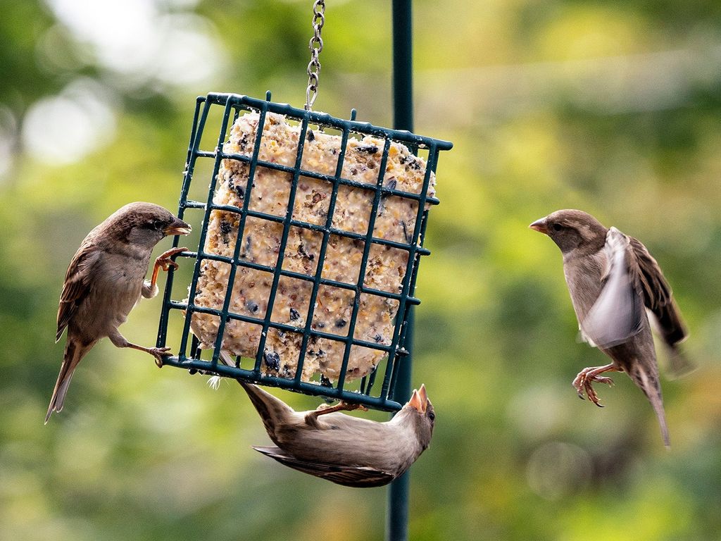 Sparrows hanging around suet feeder