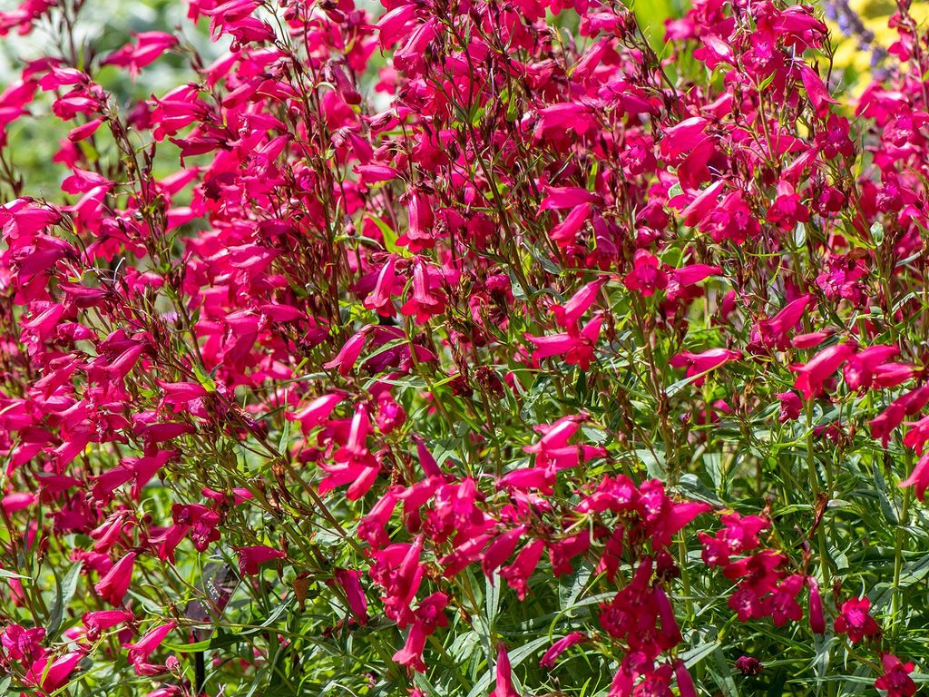 Salvia splendens flowering in border in high summer