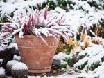 Common heather, Calluna vulgaris, in terracotta pot covered with snow, evergreen juniper in the background, snowy garden in winter