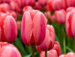 Pink Darwin Hybrid Tulips