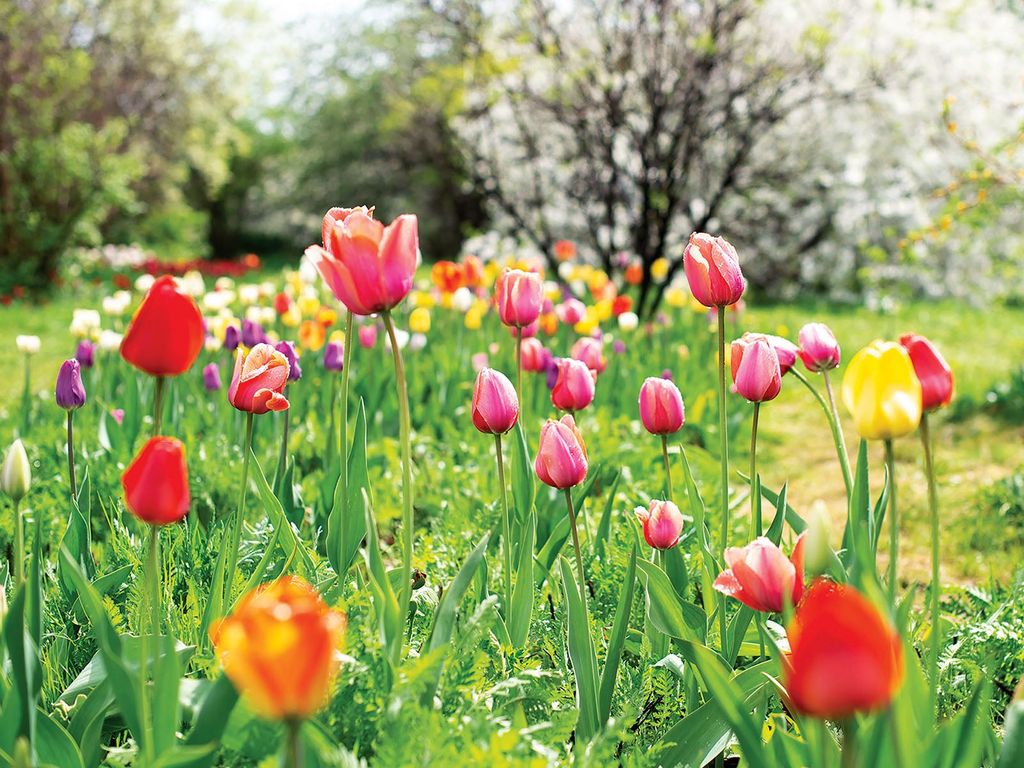 tulips bloom in the spring garden landscape