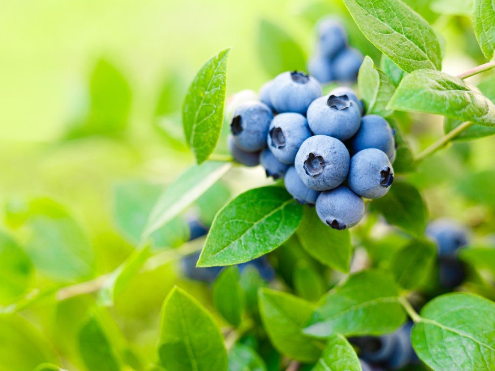 Blueberries growing on a blueberry bush