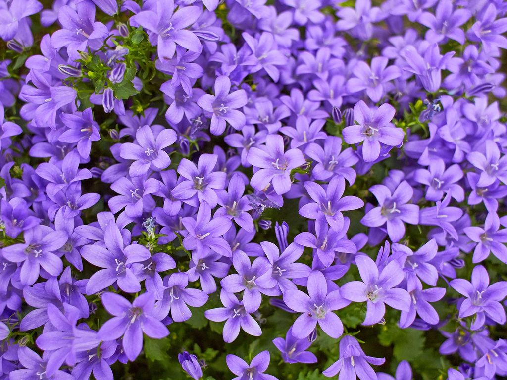 campanula portenschlagiana blossoming in summer flower bed