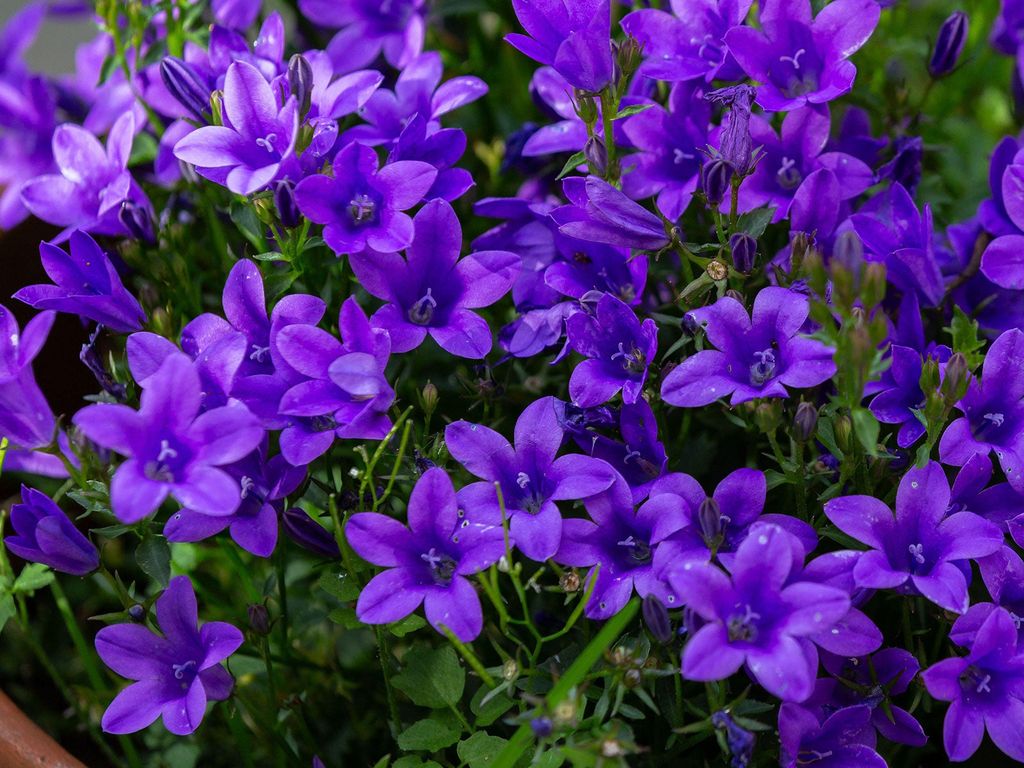 Campanula portenschlagiana with deep purple flowers in a garden border