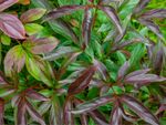 Green and maroon peony leaves
