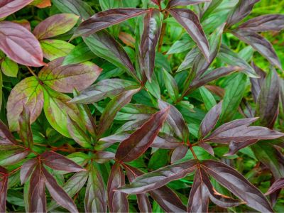 Green and maroon peony leaves
