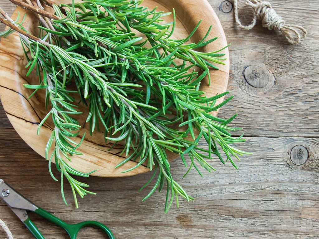 freshly harvested rosemary gathered and trimmed 
