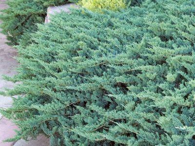 juniper ground cover variety blue chip growing along edge of garden path