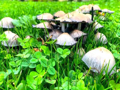 mushrooms growing in the garden in autumn
