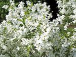 Exochorda racemosa pearlbush flowering in spring
