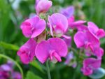 Bright pink sweet pea flowers