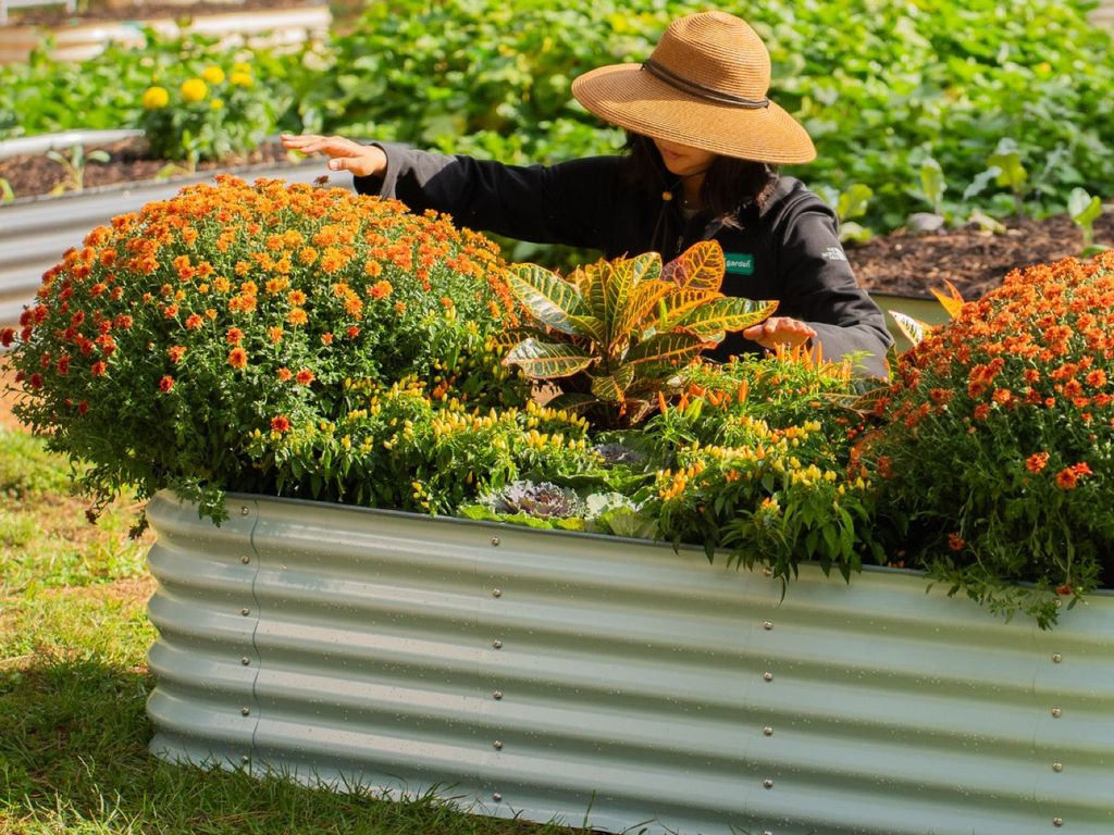 A woman in a hat tends to marigolds in a Vego raised garden bed