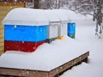 Colorful beehives under snow