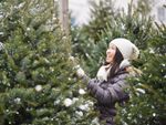 Shot of a young woman choosing a christmas tree at the market